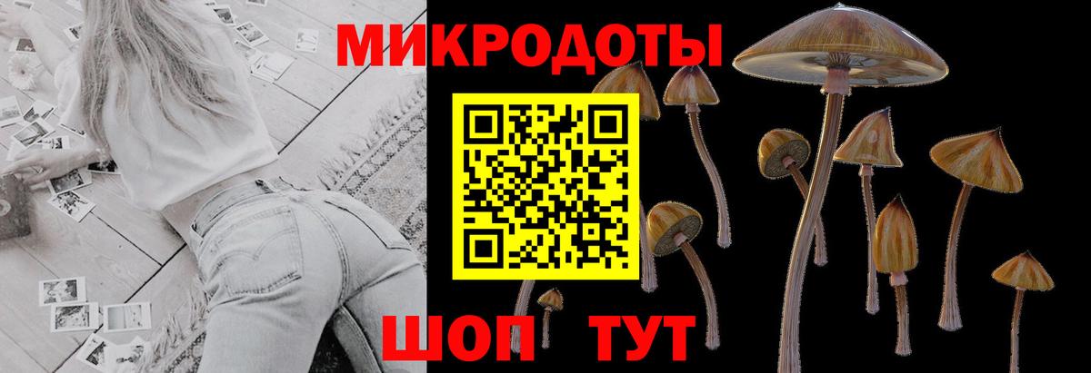 Галлюциногенные грибы Psilocybine cubensis Луга